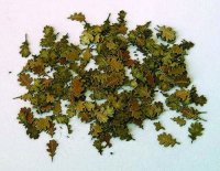 Eichenblätter Laub