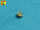 125mm 2A46M-4 Barrel for Russian Tank  T-80U T-80UM T-80UD & Ukrainian T-84