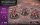 StarCraft Roach - Zerg - Expansion Set